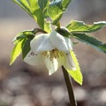 Christrose (Helleborus niger)